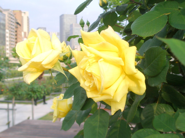 中之島公園バラ花画像