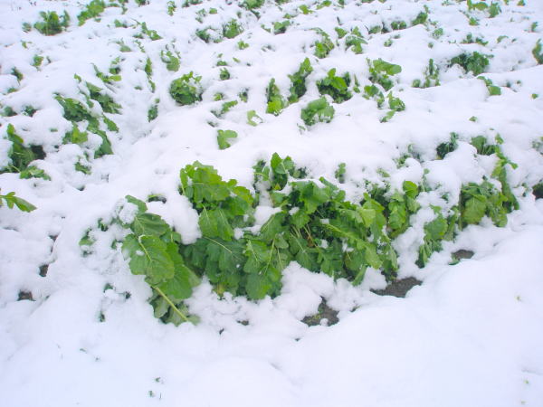 京野菜雪化粧画像