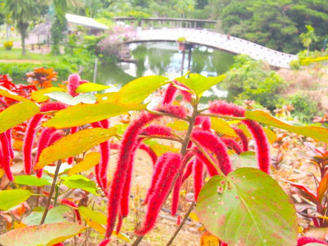 ベニヒモノキ花画像