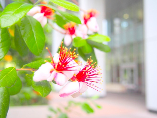 フェイジョア花写真