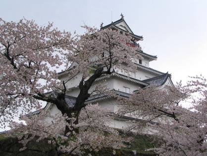 鶴ヶ城天守と桜写真