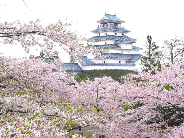 鶴ヶ城桜花画像