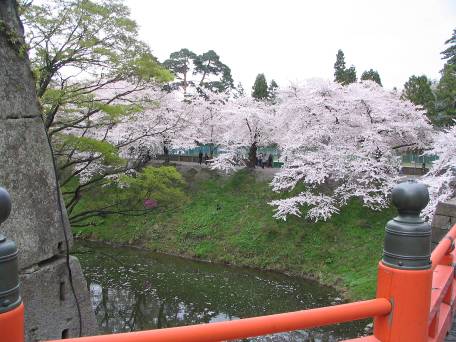 会津若松城鶴ヶ城廊下橋と満開の桜写真