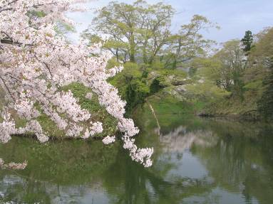 鶴ヶ城新緑の堀端と満開の桜写真