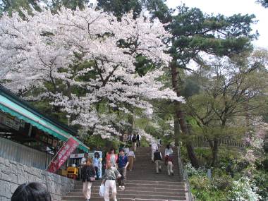 飯盛山の桜写真
