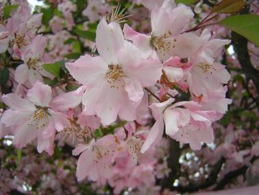 会津若松市御薬園の桜写真