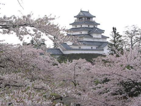 鶴が城会津若松城の雄姿と満開の桜写真