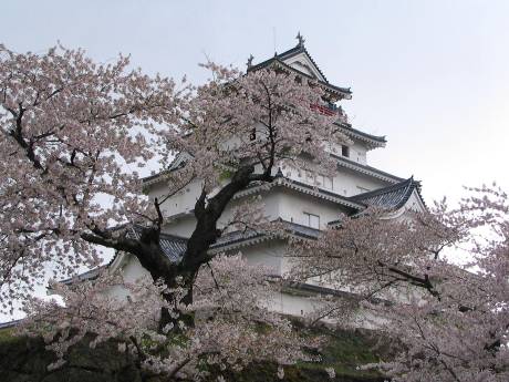 鶴ヶ城天守閣と桜写真