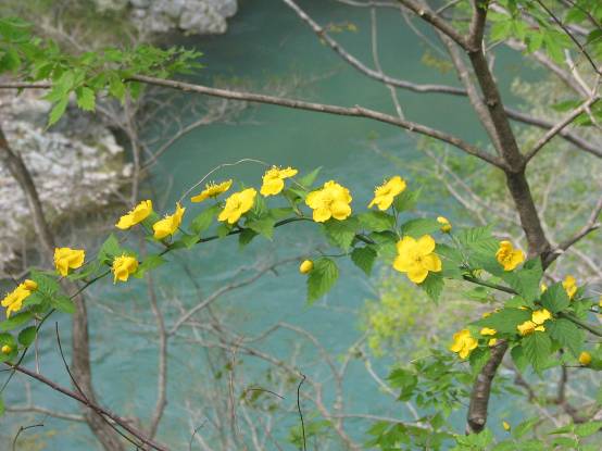 芦ノ牧阿賀川の川面とヤマブキの花写真