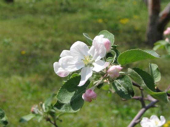 会津坂下のリンゴの花写真