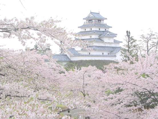 鶴ヶ城会津若松城と満開の桜写真