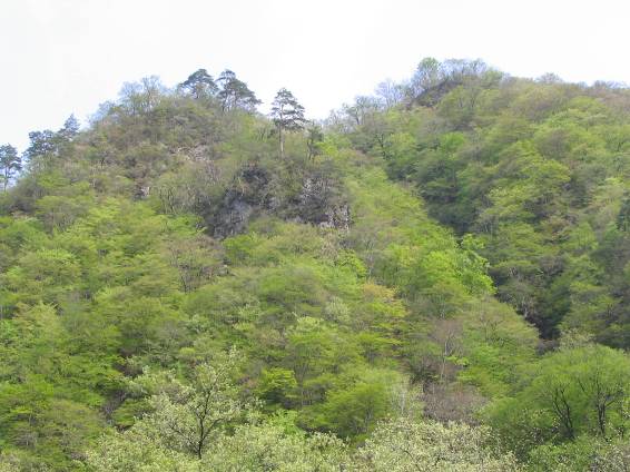 会津の新緑写真・きれいです