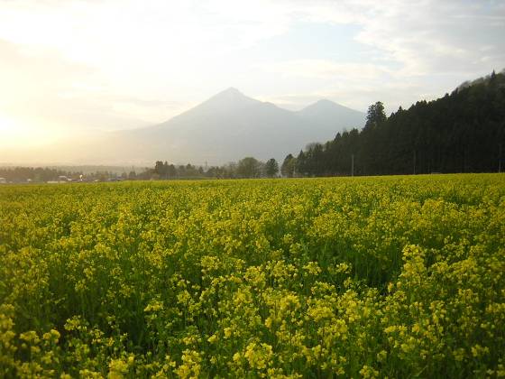 会津磐梯山と広大な菜の花畑写真