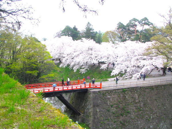 鶴ヶ城桜画像