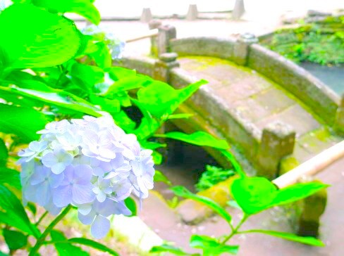 鎌倉五山浄智寺アジサイの花