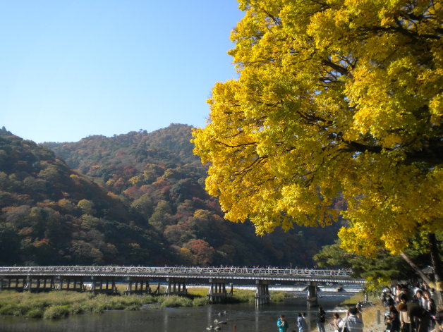 嵐山渡月橋　イチョウの黄葉
