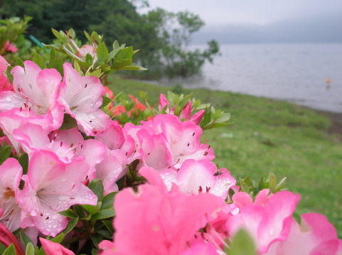 芦ノ湖サツキの花