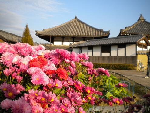 飛鳥寺本堂と畑に咲くキクの花写真