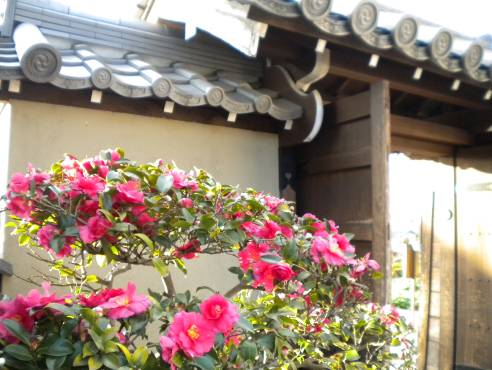 サザンカが咲く飛鳥寺境内写真
