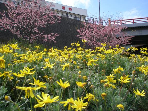 熱川花はなパークに咲くユリオプスデージーと河津桜写真