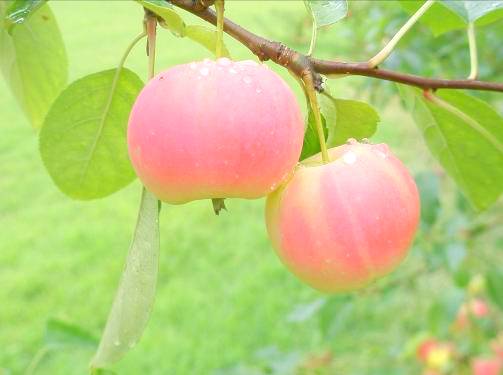 リンゴ秋の実り画像