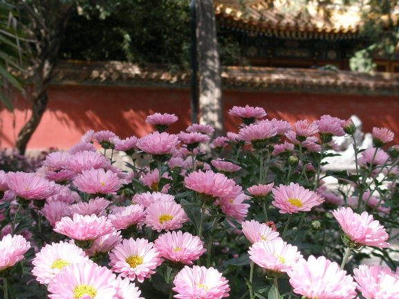 紫禁城　御花園　菊の花　写真