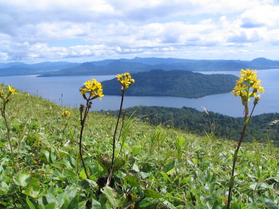 美幌峠から見た　屈斜路湖とエゾタカラコウの花　写真