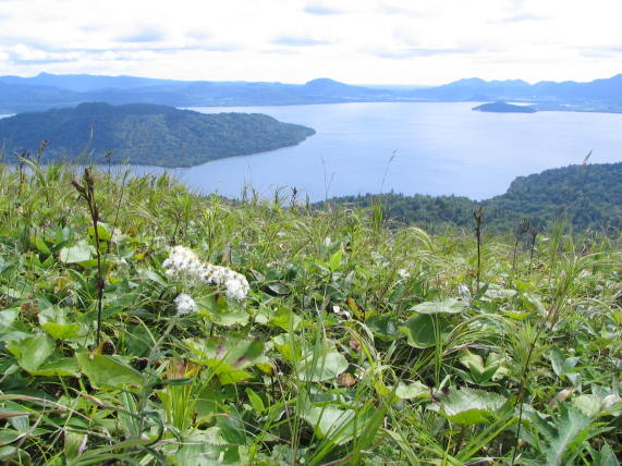 美幌峠から見た　屈斜路湖とヤマハハコの花　写真