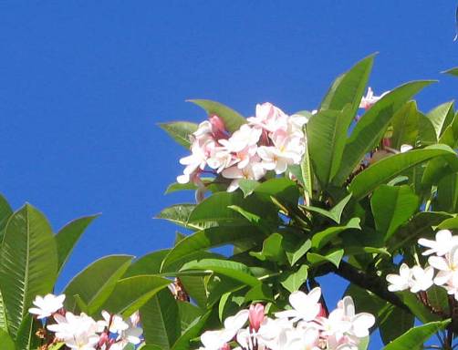 オアフ島プルメリアの花と青い空写真