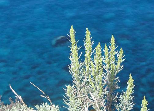 積丹半島の青い海とエゾヨモギ写真