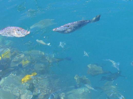 ホノルル港の青い海と熱帯の魚写真