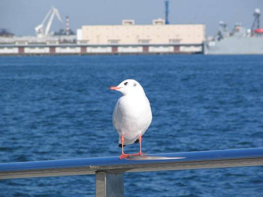 横浜港の海とカモメ写真・横浜港も青い