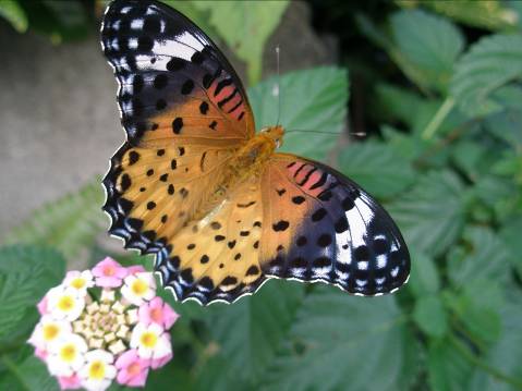 ランタナの花に止まるツマグロヒョウモン蝶写真