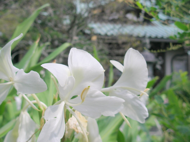 牡丹餅寺常栄寺に咲く花