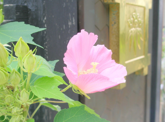 牡丹餅寺常栄寺フヨウの花