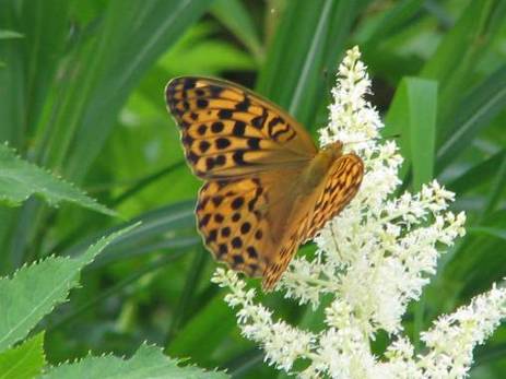 茶色翅が印象的なヒョウモン蝶写真