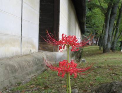 醍醐寺境内に咲くヒガンバナ写真