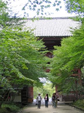 醍醐寺山門の近くの青カエデ写真