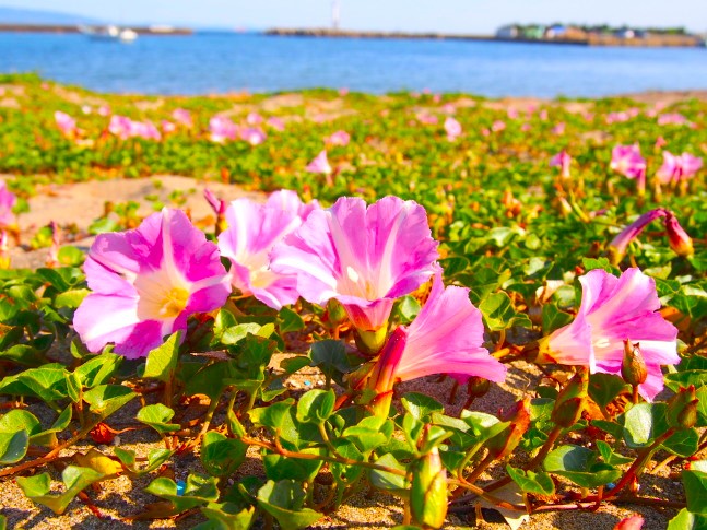 ハマヒルガオ花画像