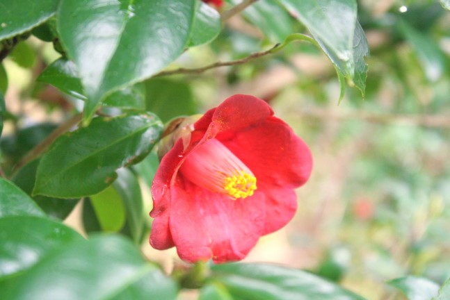 ヤブツバキ花写真