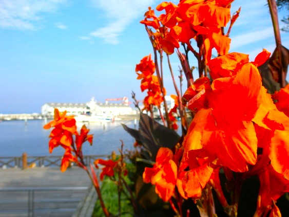 カンナの花と横浜八景島