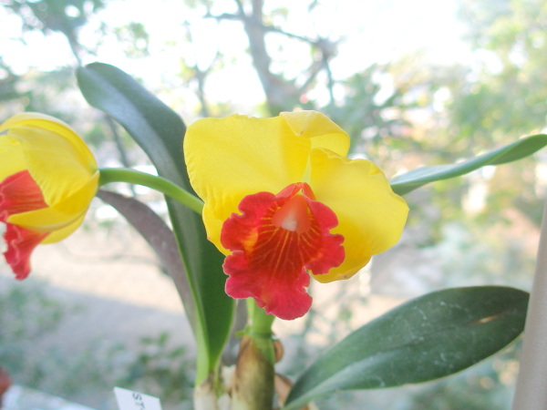 カトレア花画像