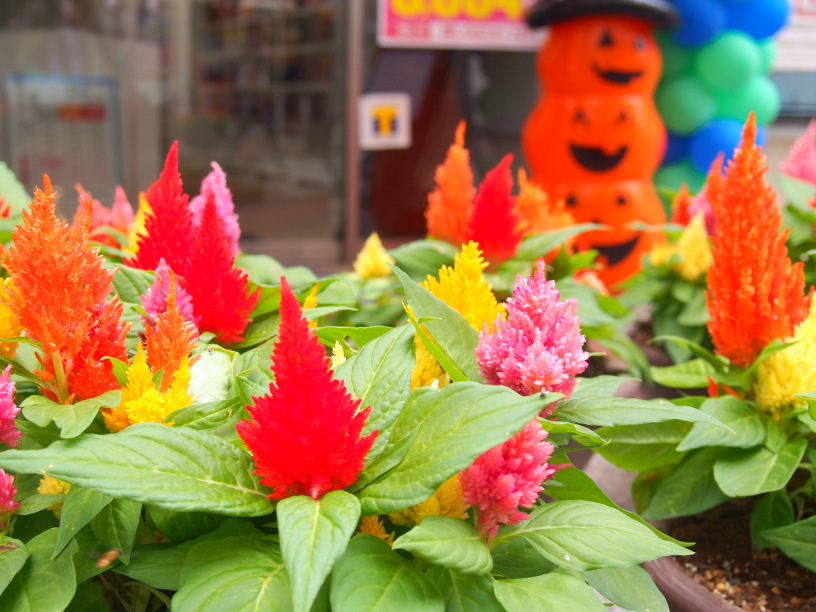 ケイトウ花画像