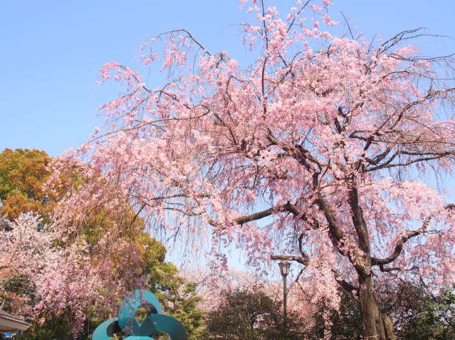 枝垂桜花画像
