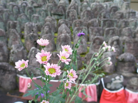 大徳寺石仏キクの花
