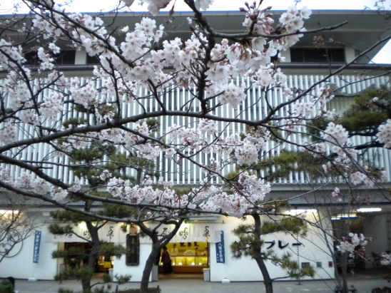段葛から見た豊島屋　桜の花