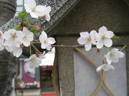 段葛　ソメイヨシノの花
