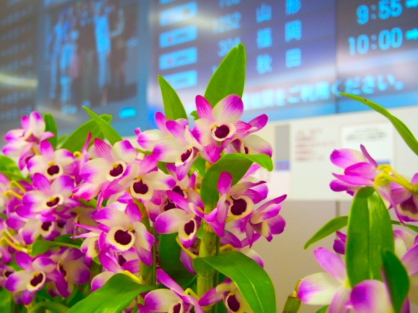 デンドロビウム花画像