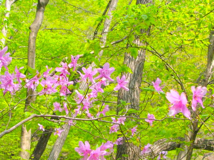 ミツバツツジ花