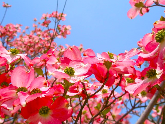 ハナミズキ花画像